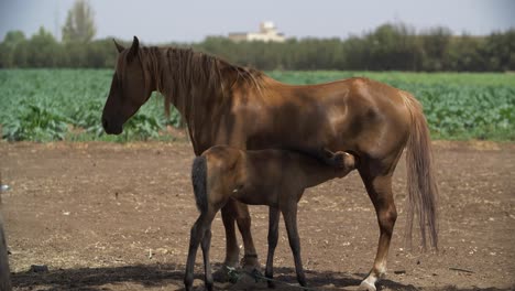 静かな農場で馬から乳を吸っている子馬の心を温めるシーン