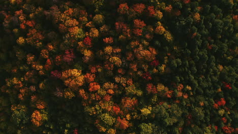 Bird's-Eye-fly-over-Fall-Foliage,-Evans-Notch,-White-Mountains,-Maine