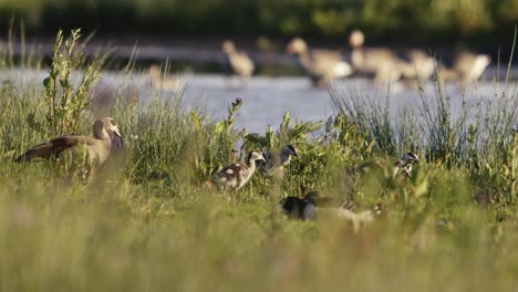 close up of a small family of geese walking through the tall grass in the wetlands, slow motion