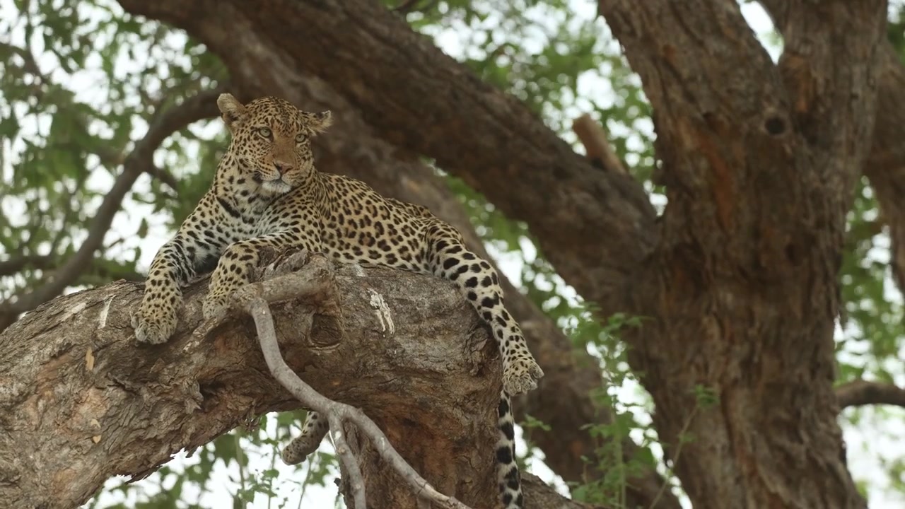 A female leopard lies peacefully on a huge branch scanning her surroundings as the tree sways gently in the wind in Mashatu Game Reserve, Botswana.