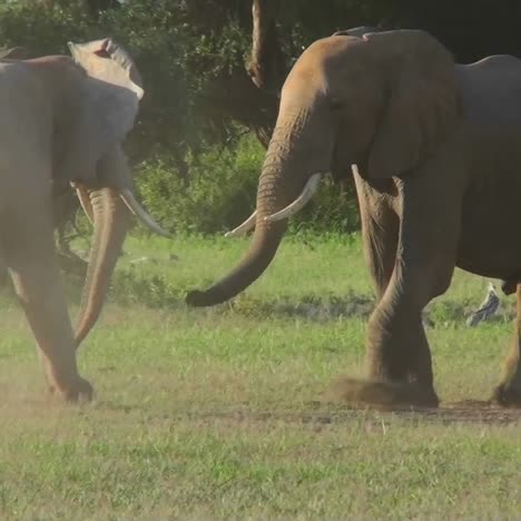 los elefantes se enfrentan y pelean en áfrica