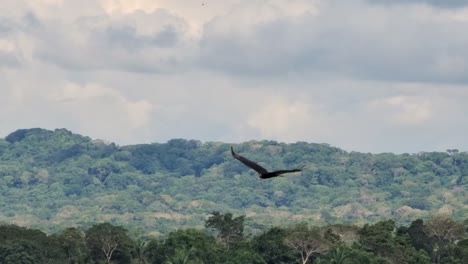 buitre negro vuela por bosque, lago y cielo nublado en panamá, rastreando