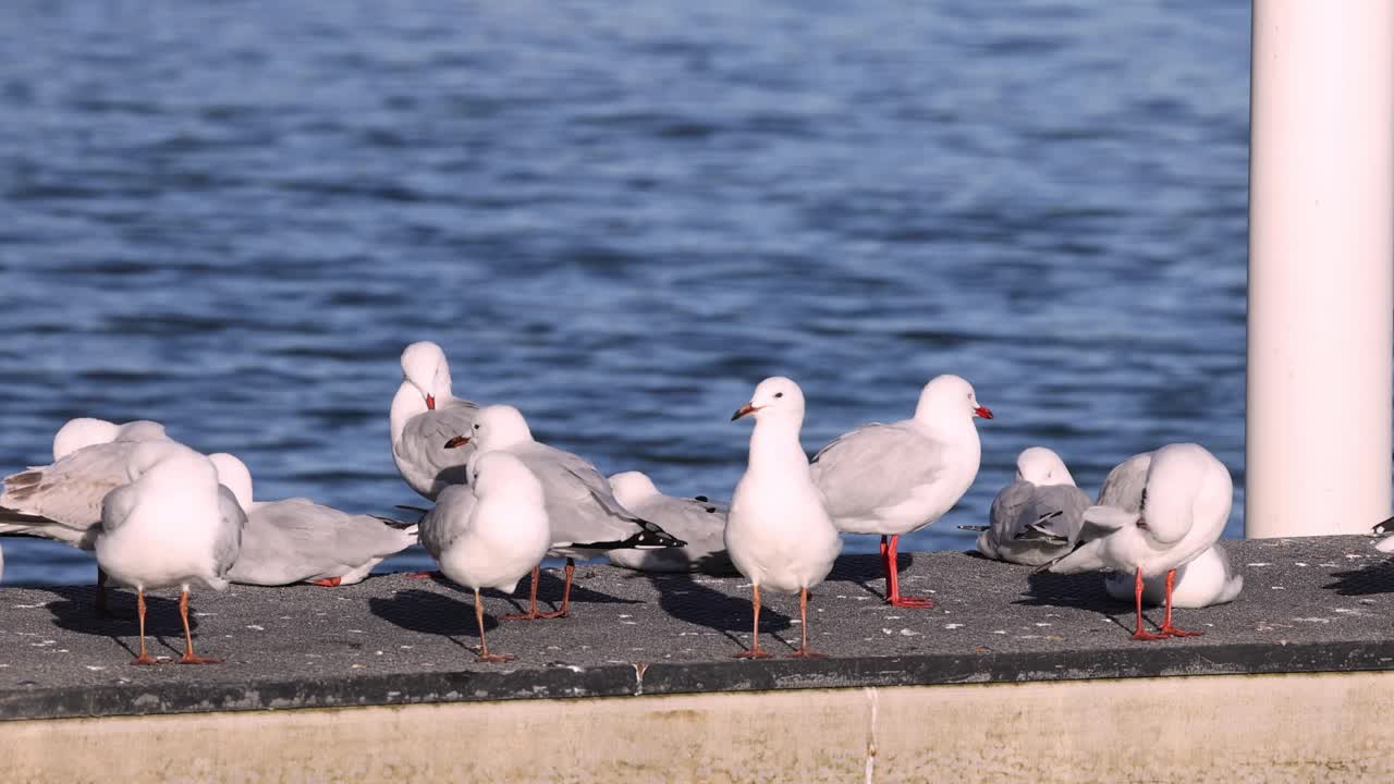 Seagulls interacting and resting on a pier