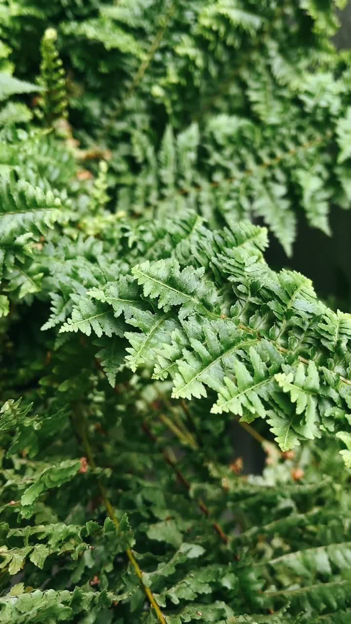 primer plano de los helechos verdes