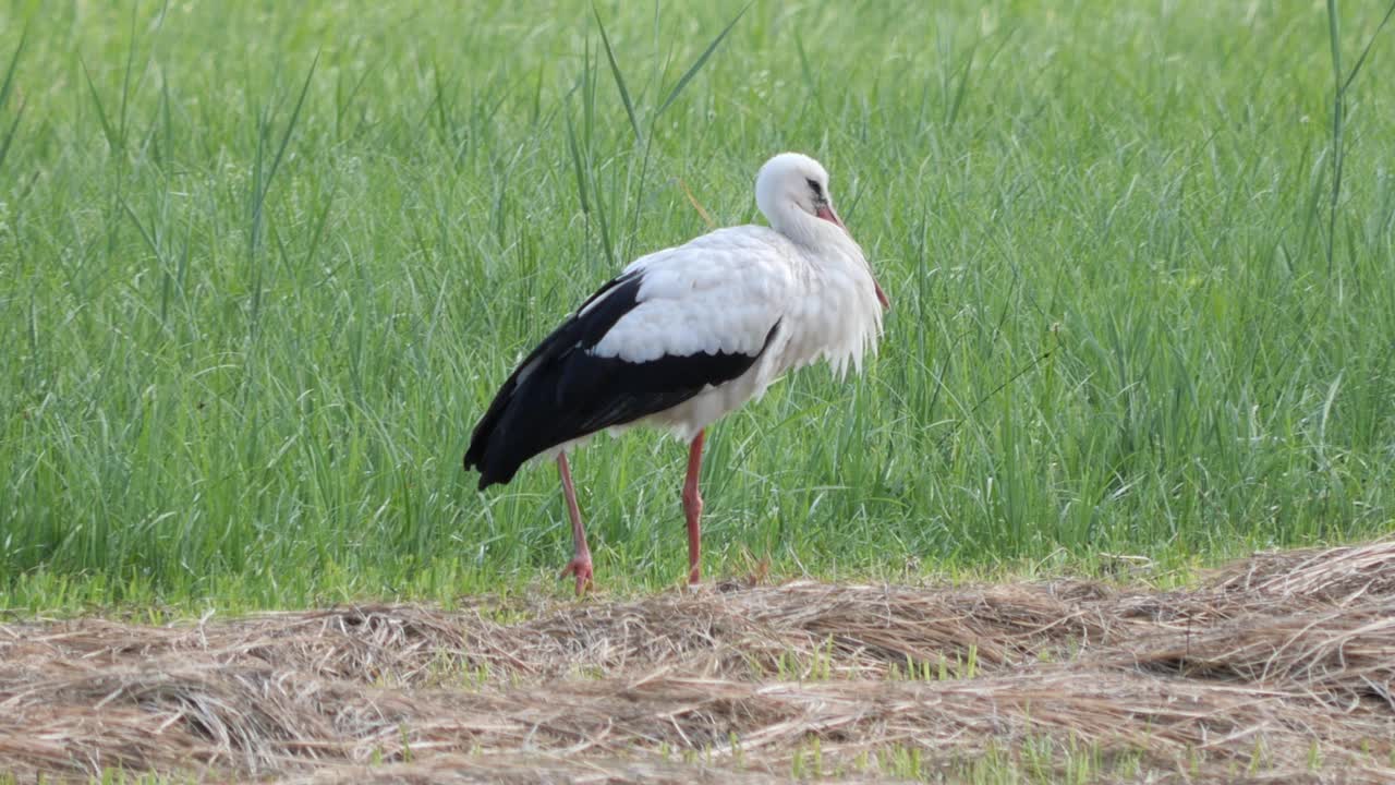 Cigüeña blanca de pie en un prado en el campo en un día de verano, descansando.