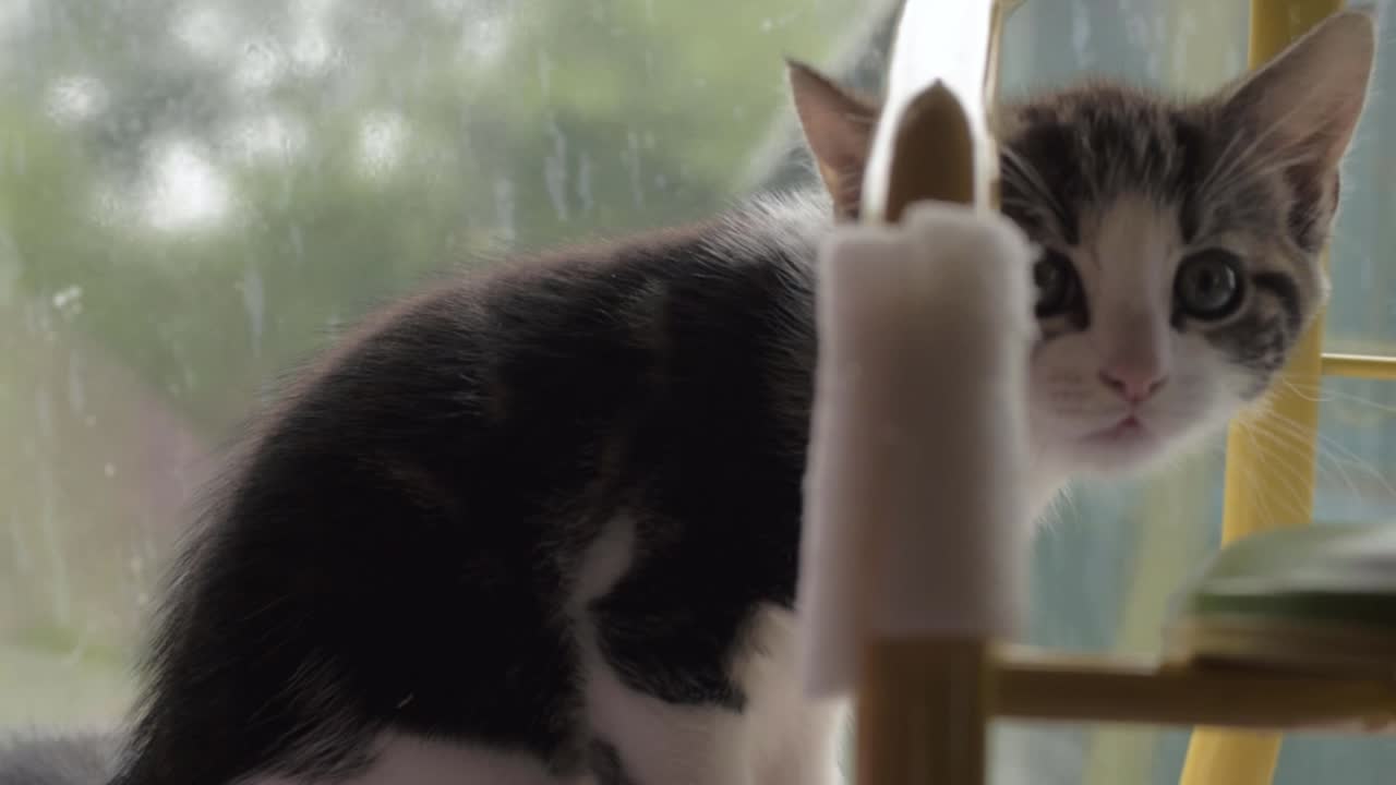 귀여운 사랑스러운 새끼 고양이가 숨어서 엿보고 있어요