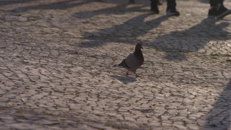 pigeon walking among tourists on cobblestone streets of nazare, portugal seaside town