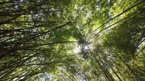 sunlight shining through tall bamboo trees in a calm low angle forest view