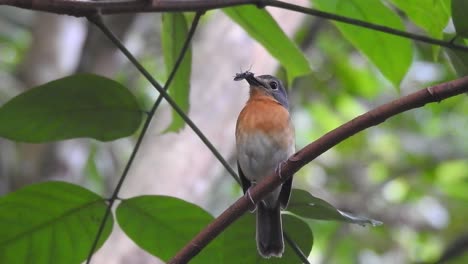 un hermoso pájaro cazaflies de gusano con plumas de pecho naranja estaba posado y llevando un grillo en su nido en su pico
