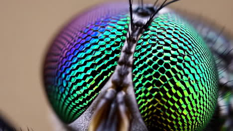 vibrant macro shot of an insect's iridescent compound eye