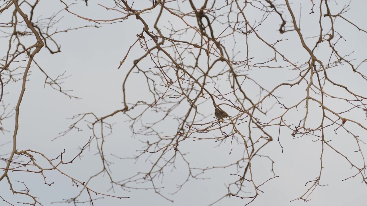 bird on a tree branch looks around and jumps