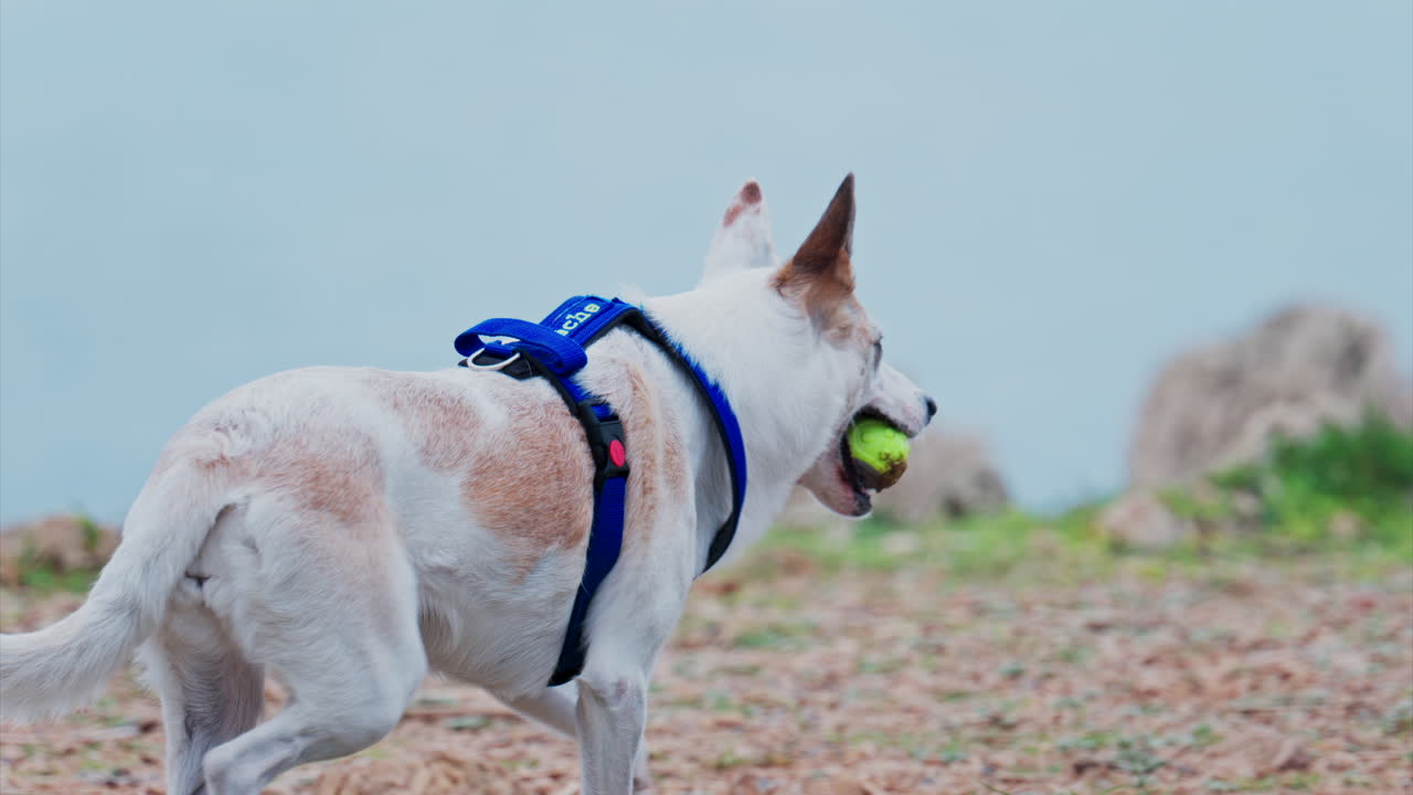 Close up of a white and brown dog running with a ball in it's mouth near the sea
