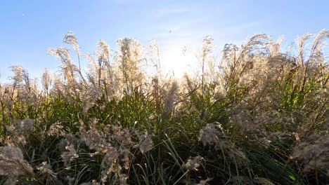 pampas grass swaying under the sun in melbourne