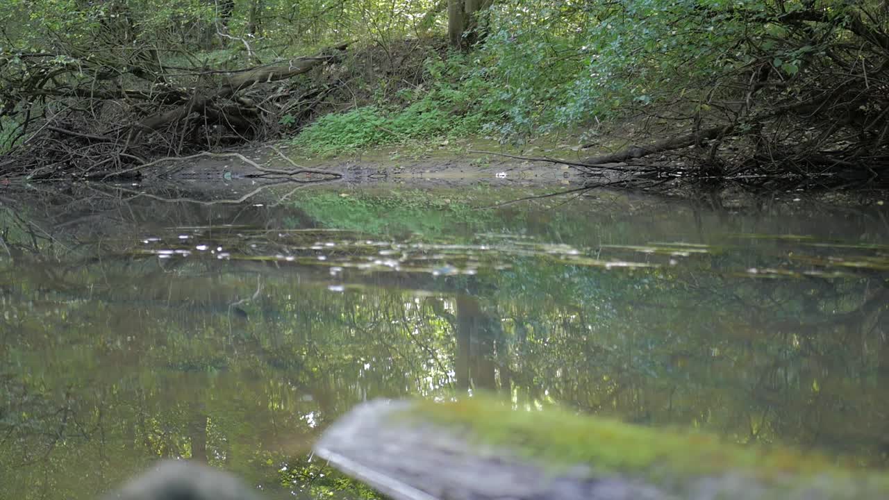 peaceful river floating through the forest