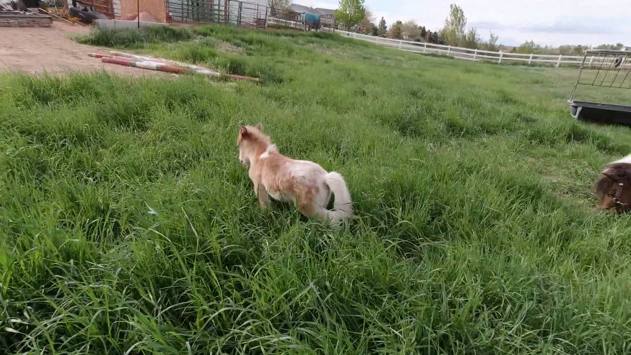 잔디 목초지에서 놀고 달리는 소형 말