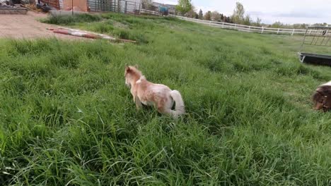 Miniature-horses-playing-and-running-in-a-grass-pasture