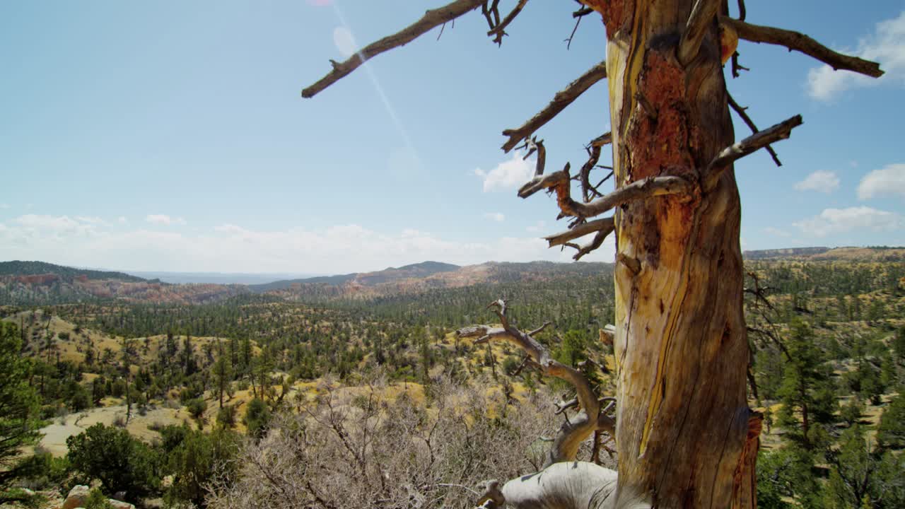 Filmato di un albero stagionato e spoglio con rami contorti che si erge in primo piano in un suggestivo paesaggio semi-arido. Colline e valli boscose si estendono all'orizzonte sotto un cielo azzurro e limpido.