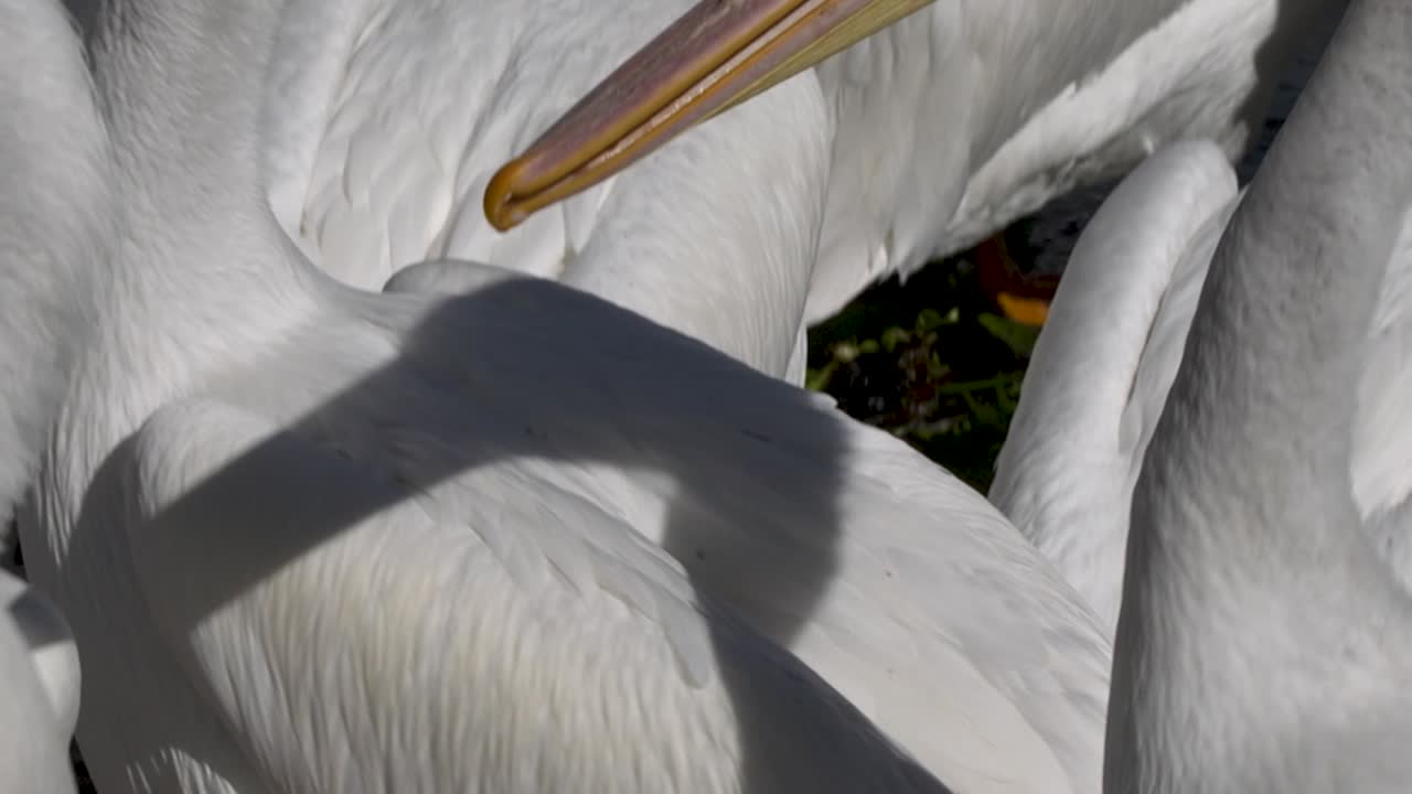 Pelicans living, flying and swimming at the small town of Petatan ,Mexico by the Chapala lake