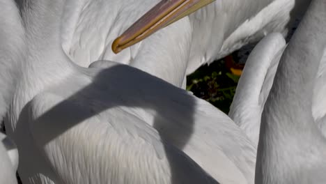 pelicans living, flying and swimming at the small town of petatan ,mexico by the chapala lake