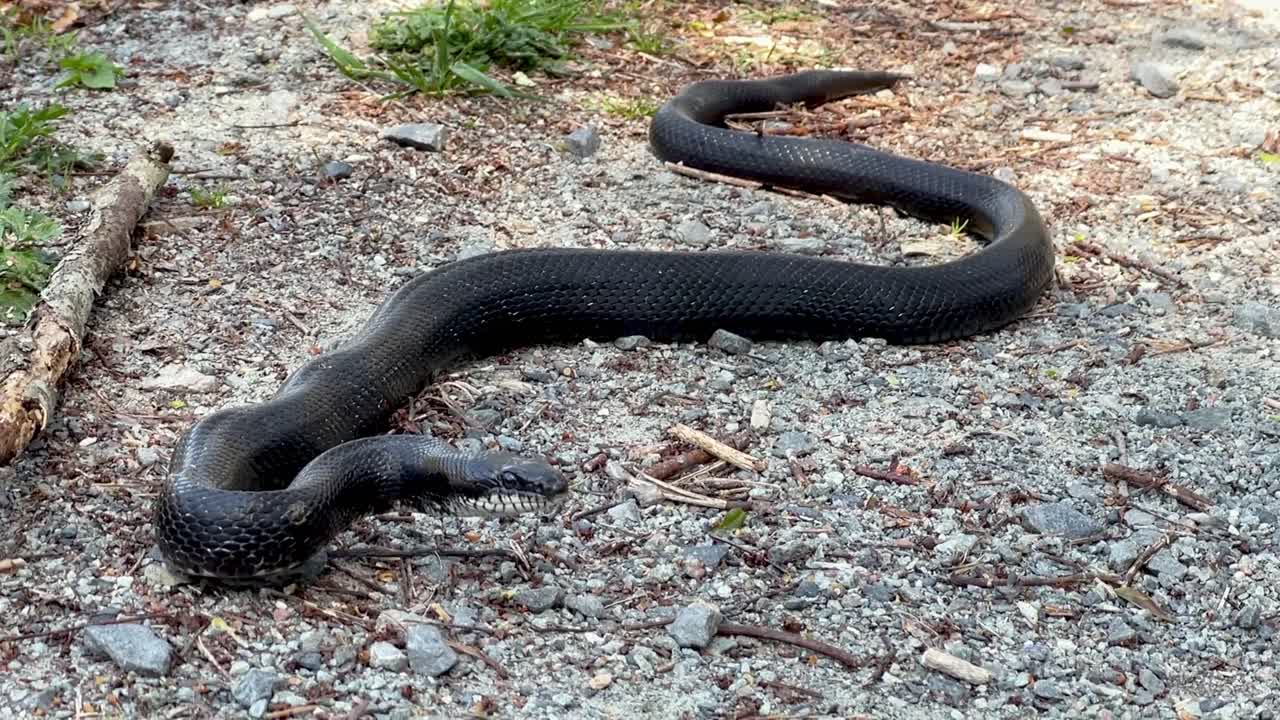 serpiente rata negra en el sendero cerca de boone carolina del norte