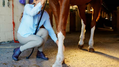 Veterinarian-doctor-bandaging-horse-leg-4k