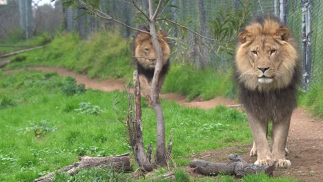 Two-male-lions-staring-at-the-camera-with-one-prowling-forward