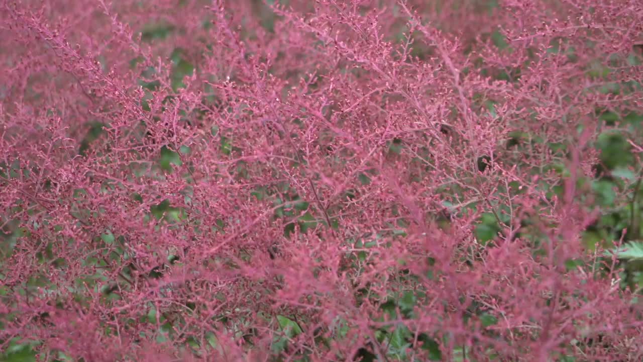가을 정원에서 붉은 꽃 줄기의 추적 샷