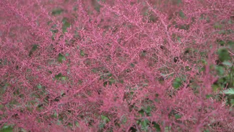 tracking shot of red flower stems in an autumn garden