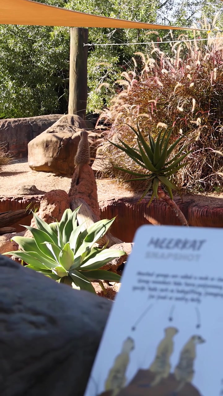 Et informativt skilt står foran en naturalistisk surikatindhegning i en dyrepark i Queensland.