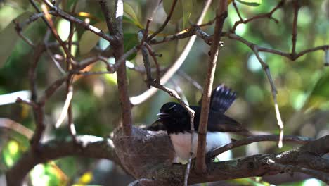 protective mother willie wagtail, rhipidura leucophrys hop onto the nest on a tree branch, sit above its offsprings, brooding and incubating during breeding season at boondall wetlands environment