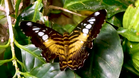 butterfly with damaged wing on a leaf