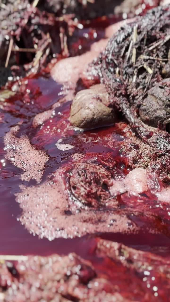 sangre agua roja se mezcla con burbujas que fluyen rápidamente entre el barro y los trozos de hierba