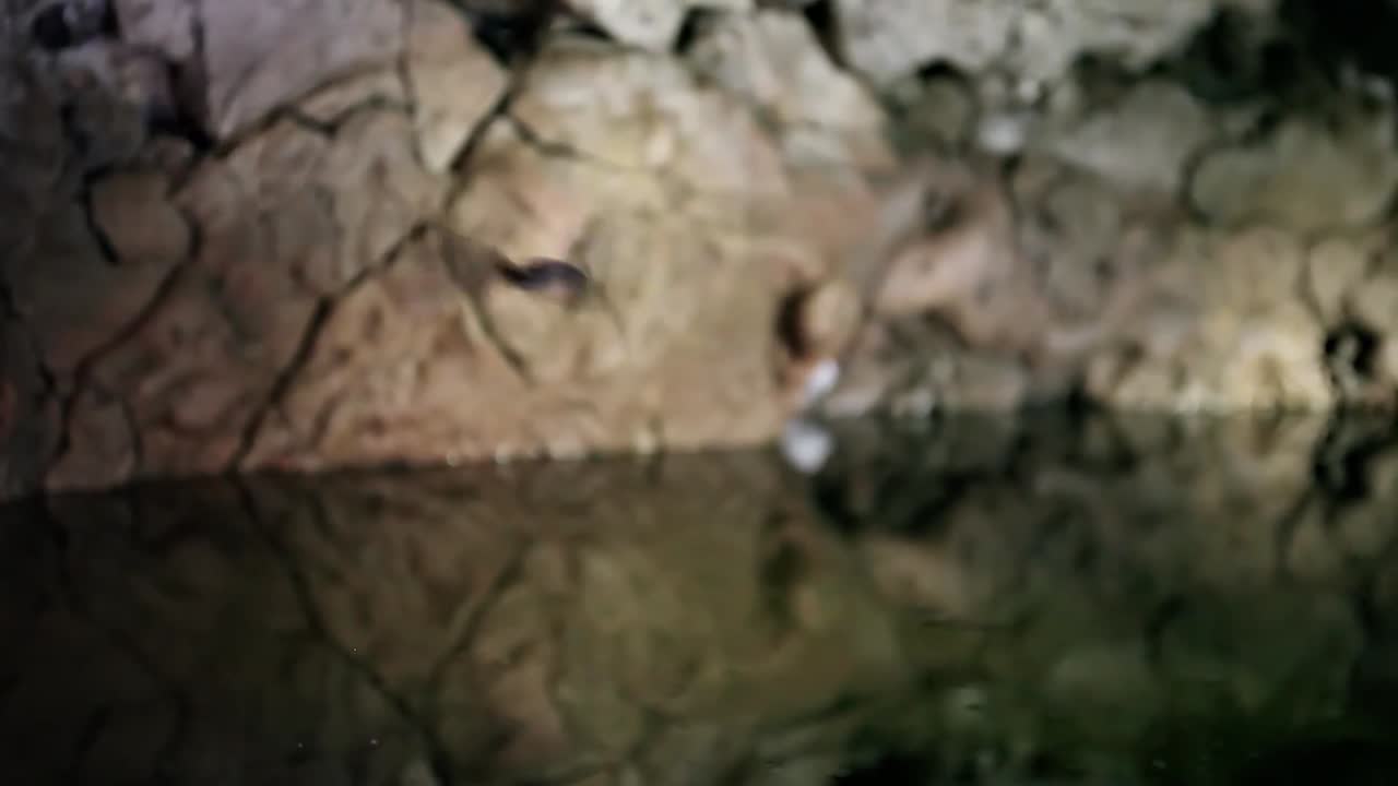 los murciélagos vuelan alrededor de una cueva con piscina por la noche 2