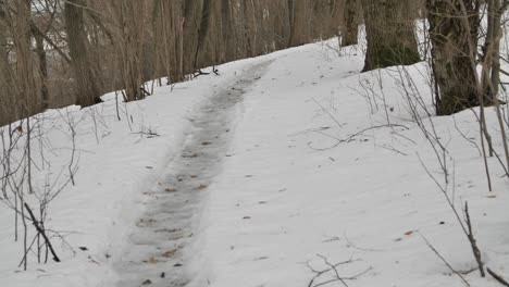 Winter-forest-path-covered-with-snow