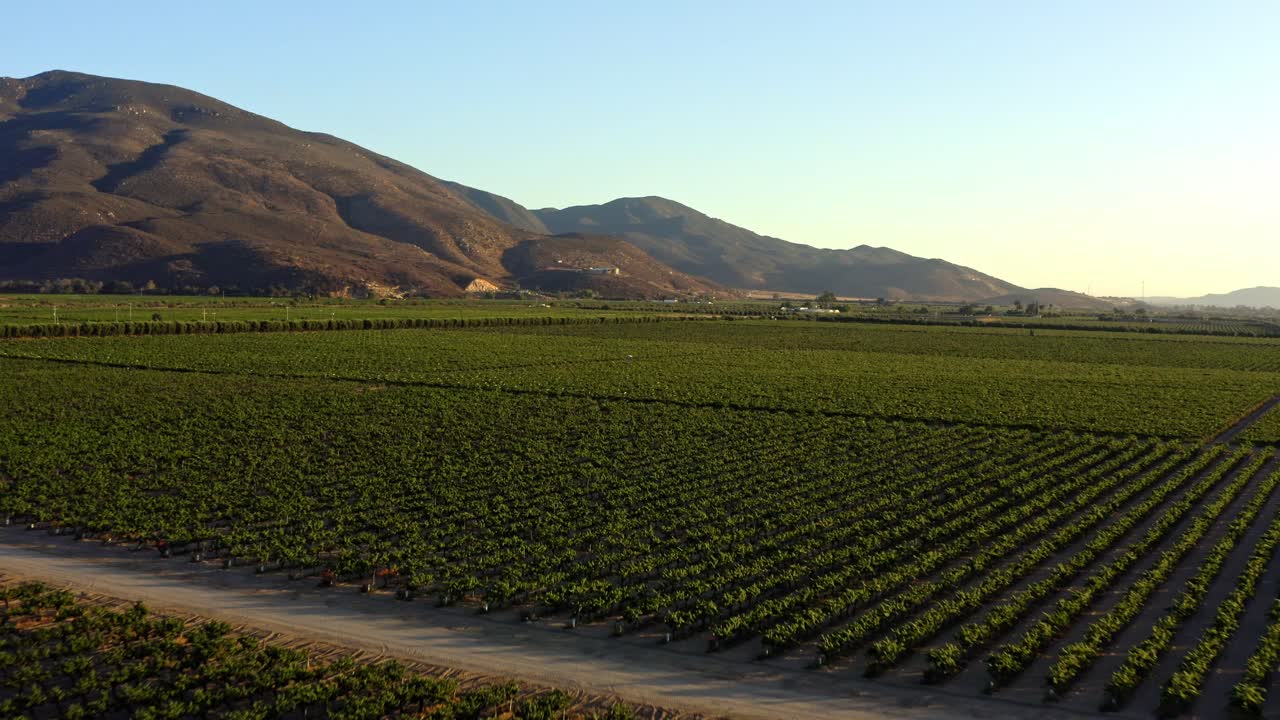DRONE: DOLLY OUT SHOT OF VINEYARDS AT GUADALUPE VALLEY AT SUNSET