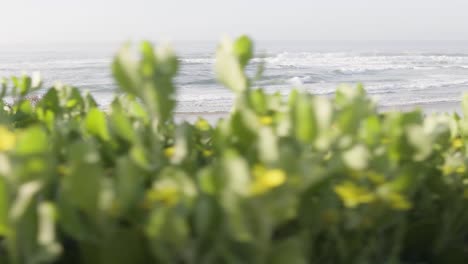 La-Vista-A-Través-De-Los-Arbustos-De-La-Playa-En-El-Desierto