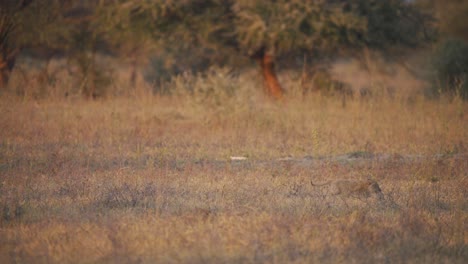 Pequeño-Cachorro-De-León-Trotando-Detrás-De-Su-Madre-Leona-En-La-Sabana-Africana