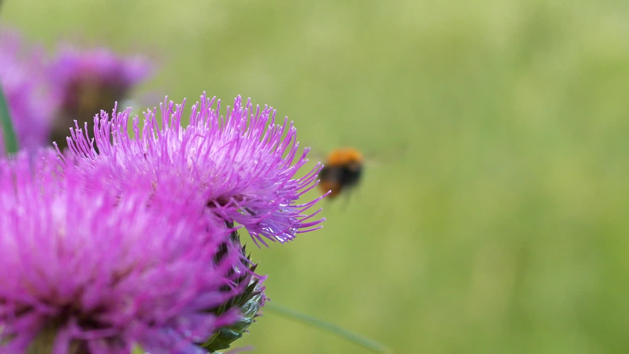 la abeja vuela sobre la flor del cardo morado