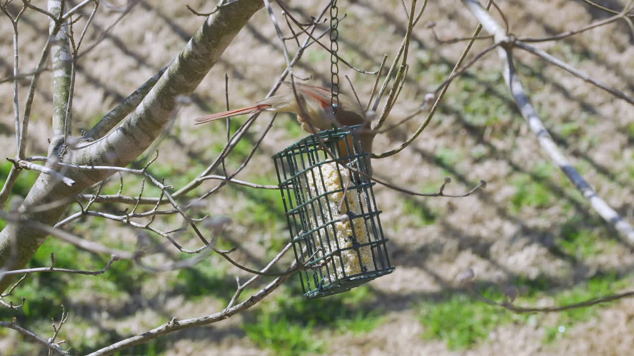 Female Northern Cardinal eating at a suet bird-feeder during late-winter in South Carolina. Slow Motion. Clip I