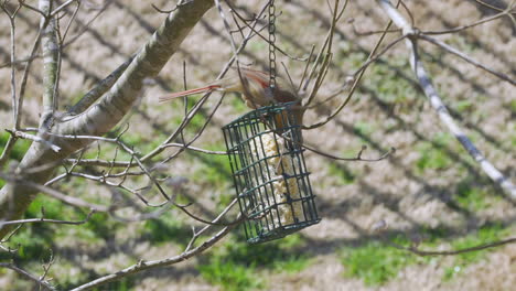 female northern cardinal eating at a suet bird-feeder during late-winter in south carolina. slow motion. clip i
