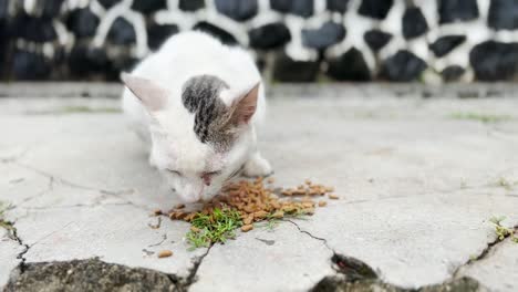 gato callejero comiendo gránulos de comida para gatos en la calle