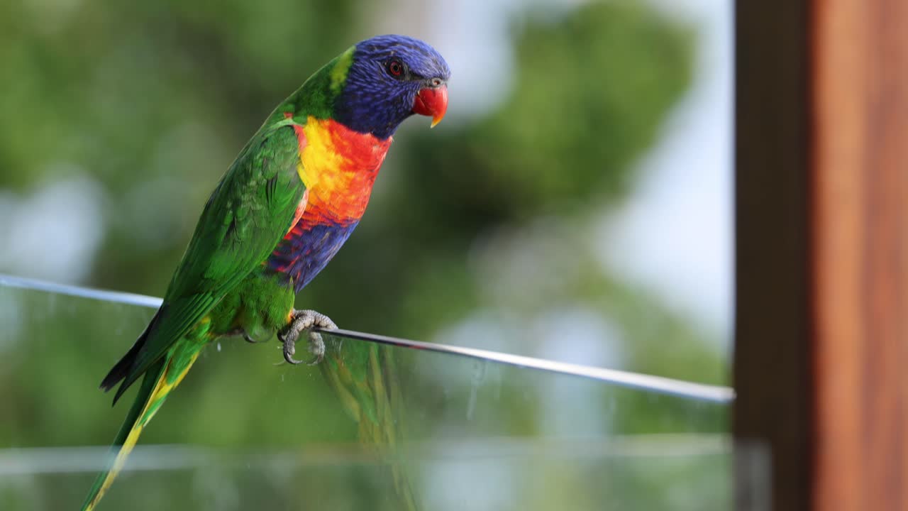 천천히 움직이는 와이어에 앉아 있는 무새