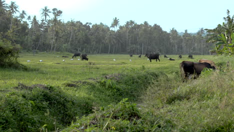 Búfalo-Indio-Pastando-En-Arrozales-Y-Tierra-Húmeda-Con-Hierba