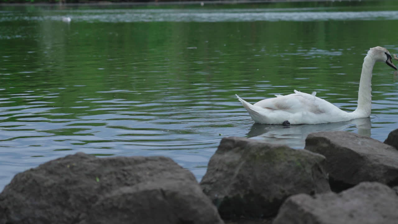 Mute Swan On Pond In The Park With Rocks On The Foreground. Cygnus Olor. closeup