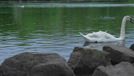 Mute Swan On Pond In The Park With Rocks On The Foreground. Cygnus Olor. closeup