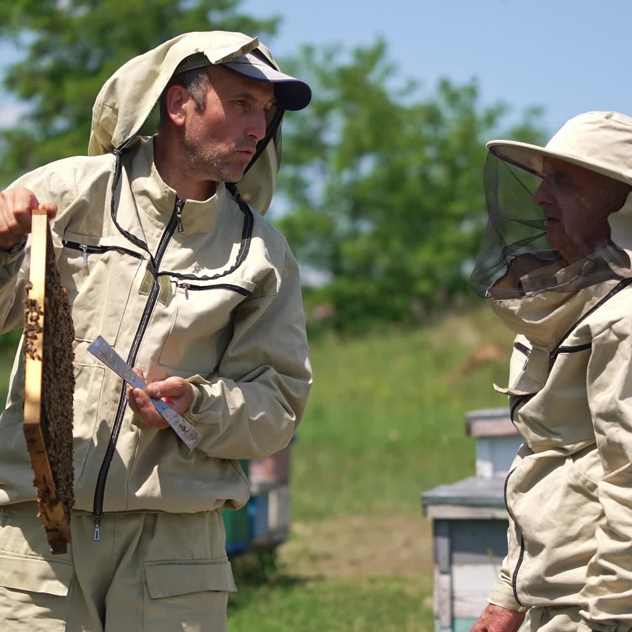 Two apiculturists looking at frame in the hands of younger man. Men talk and pointing at the frame coated with bees. Nature backdrop in blur