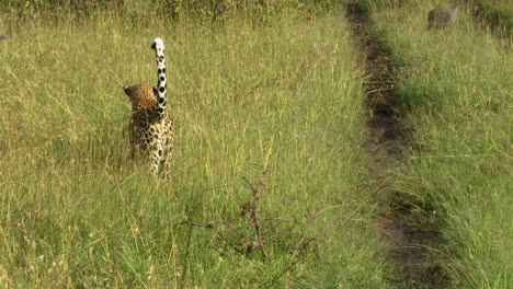 leopardo pero se aleja, masai mara, kenia