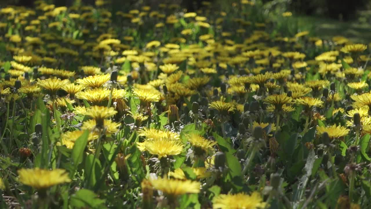 정원에서 피는 많은 민들레 꽃의 근접 촬영