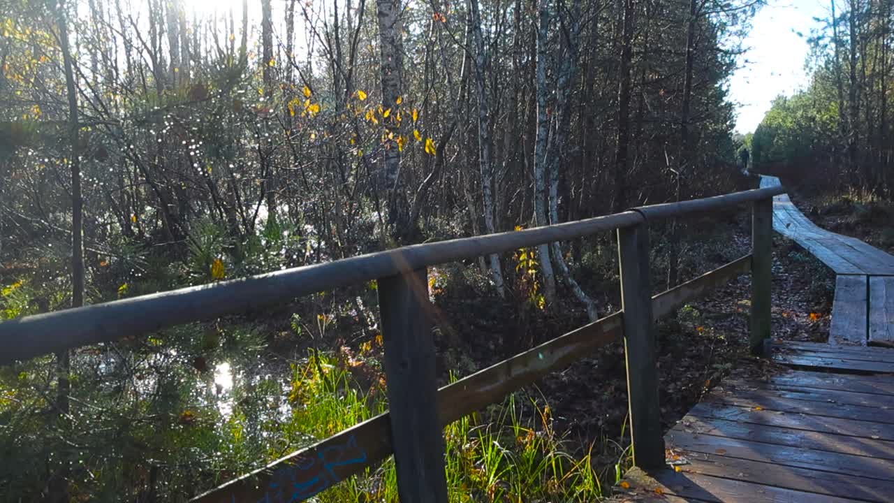 Wooden Bridge Over Swamp in Autumn Forest