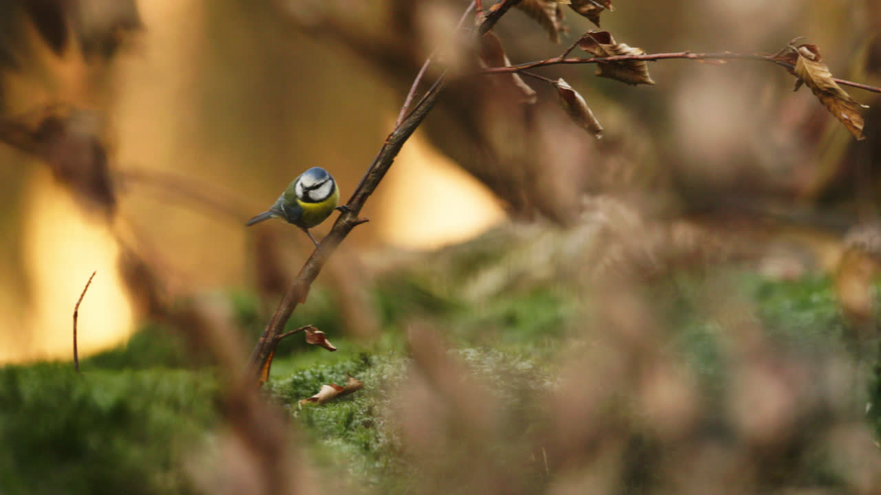 tit azul en un bosque